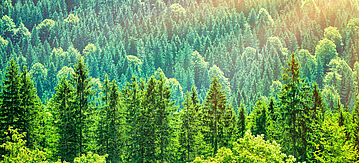 Berge mit Wald bedeckt. Laub- und Nadelbäume werden vom Sonnenlicht beschienen