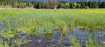 Moorlandschaft