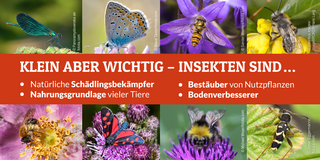 Klein aber wichtig - Insekten sind......natürliche Schädlingsbekämpfer, Nahrungsgrundlage vieler Tiere, Bestäuber von Nutzpflanzen, Bodenverbesserer.