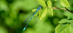 Vogel Azurjungfer (Libelle) auf Blatt